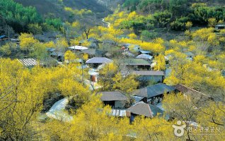 2012 구례 산수유꽃축제