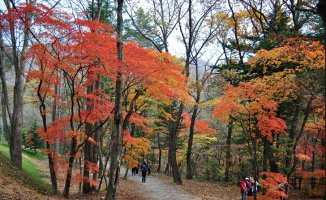 제283차 평창 오대산 소금강계곡 단풍산행(10/28)