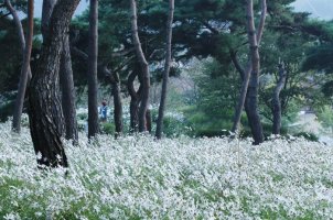 정읍 구절초 축제