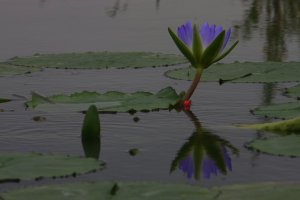 2010 여름의 관곡지
