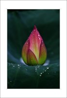 관곡지..8-12