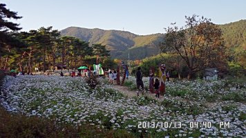 정읍 구절초 축제