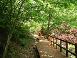 6월 정기산행 죽도 상화원 및 무창포 트레킹