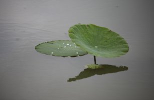 관곡지에서