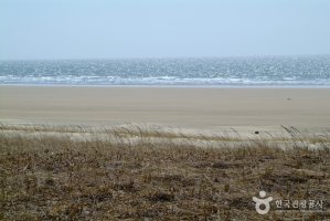 충남지역 해수욕장 정보