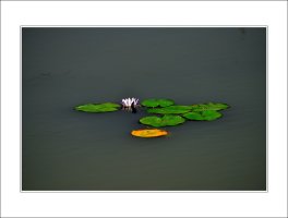 관곡지..5