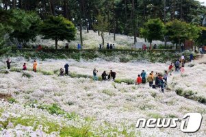 정읍 구절초축제, 관광객 80만명 다녀가..80억 경제효과