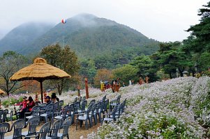 정읍 구절초 축제와 옥정호