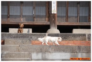 정읍 진산동 영모재 강아지들