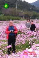 정읍 구절초 축제 20161007-2