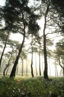 정읍 구절초 축제