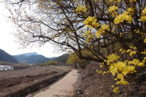 의성 산수유 축제, 3월 축제 일정, 3월 행사, 3월 꽃 축제, 의성 산수유 꽃 축제