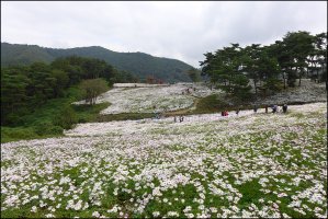 정읍 구절초 축제 2018 구절초 꽃축제 프로그램 초대가수