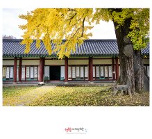 [전북 전주] 노랗게 물들다, 전주향교 은행나무