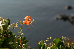 참나린 이미지