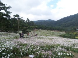 정읍구절초 축제