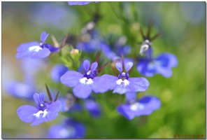 로벨리아(lobelia) 이미지