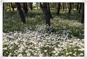 정읍 구절초 축제