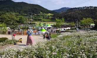 .정읍 구절초 축제와 물돌이