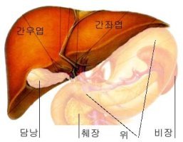 인체의 장기가 각각 하는일