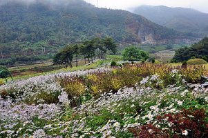 옥정호와 정읍 구절초 축제