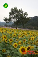 정읍 구절초 축제 20161007-3