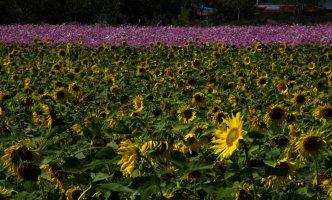 정읍 구절초 축제 - 20101009