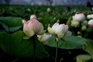 시흥 관곡지 연꽃과 안산 해바라기