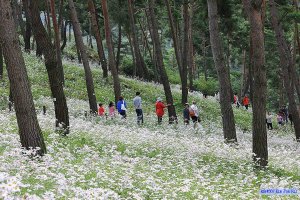 정읍 구절초 축제