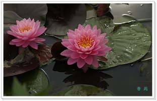 [관곡지] 수 련