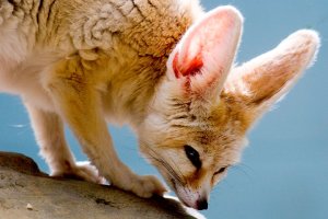 귀요미동물, 페넥여우(Fennec Fox)이미지모음