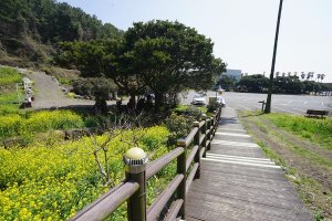 제주 유채꽃! 지금 날 보러 와요 ☀