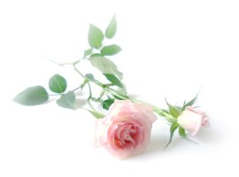 10월20일 연중 제 28주간 금요일 야곱의우물
