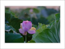 관곡지..5-5