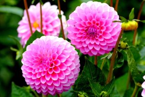 다알리아 꽃 | 꽃들의 향연