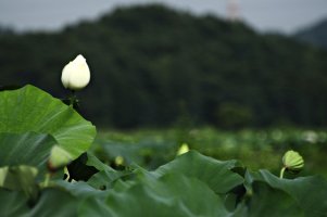 관곡지에서 (2010/8/3)