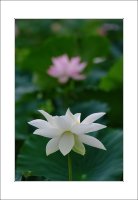 관곡지..4-11