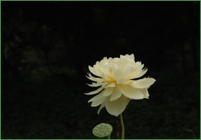 행운 이미지