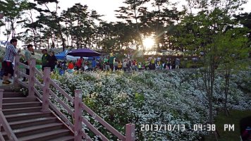 정읍 구절초 축제