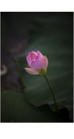 관곡지 연꽃(10)