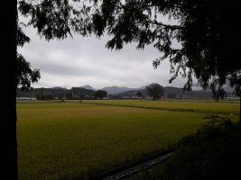 전북여행 정읍 구절초 축제