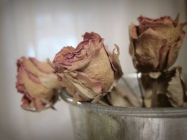 Autumn Rose - Ernesto Cortazar