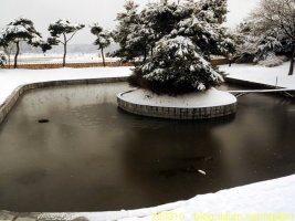 관곡지연꽃