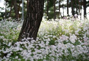 제302차전북순창,정읍:추령천선비의 길,정읍구절초축제 기행안내