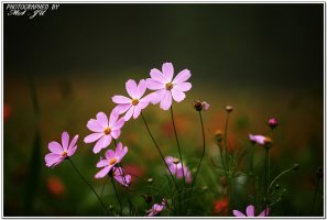 코스모스 길 따라 가을 타는 여인