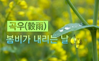 [24절기 이야기] 곡우(穀雨) : 봄비가 내려 곡식을 기름지게 하는 날