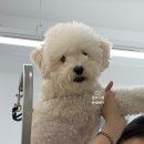 보드레 애견미용실 이미지