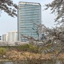 송현초등학교 정문 육교 아래 | 목동 안양천 | 서울 벚꽃 명소 오목교역 봄나들이 코스 추천 후기