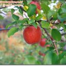 하늘 농장 이미지