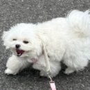 멍멍이샵 이미지